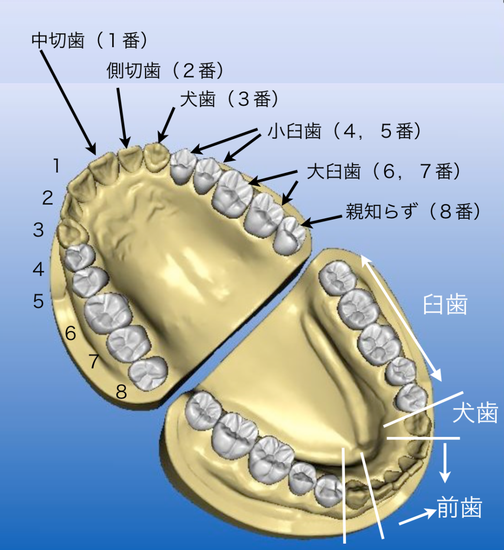 歯番と名称