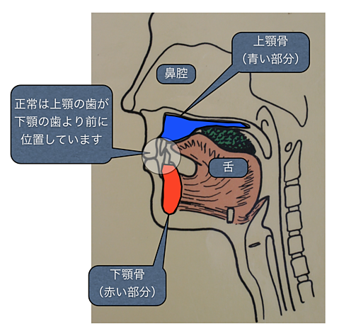 顎の位置