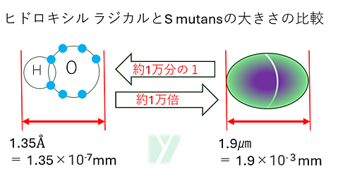 ヒドロキシルラジカルとミュータンス菌の大きさの比較
