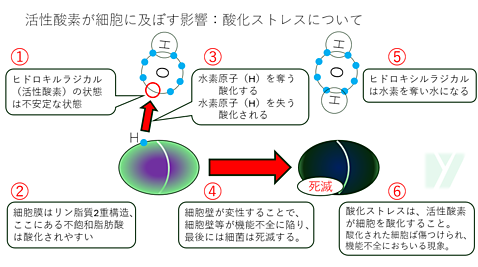 酸化ストレス図解